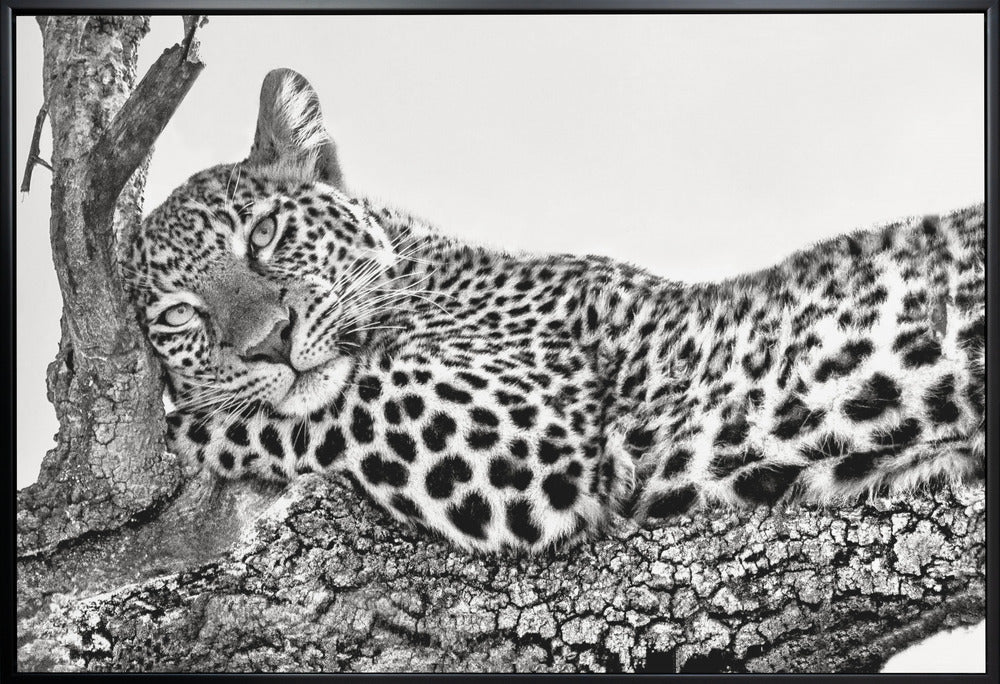 Time to Rest Leopard Wall Art by Xavier Ortega-Canvas Print-DECOROLALA