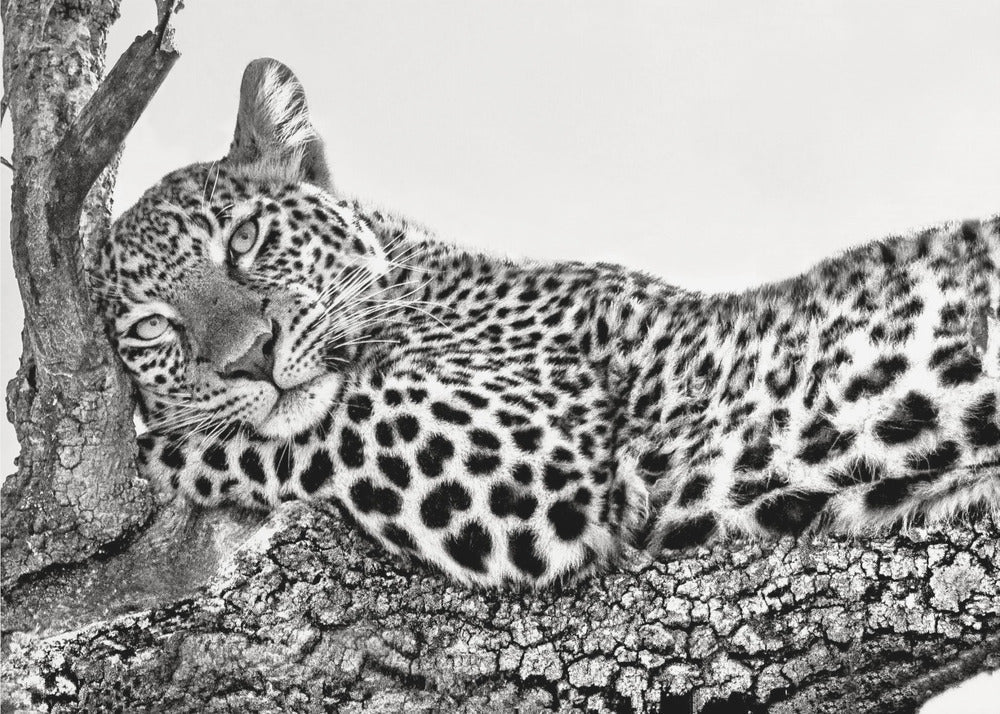 Time to Rest Leopard Wall Art by Xavier Ortega-Canvas Print-DECOROLALA