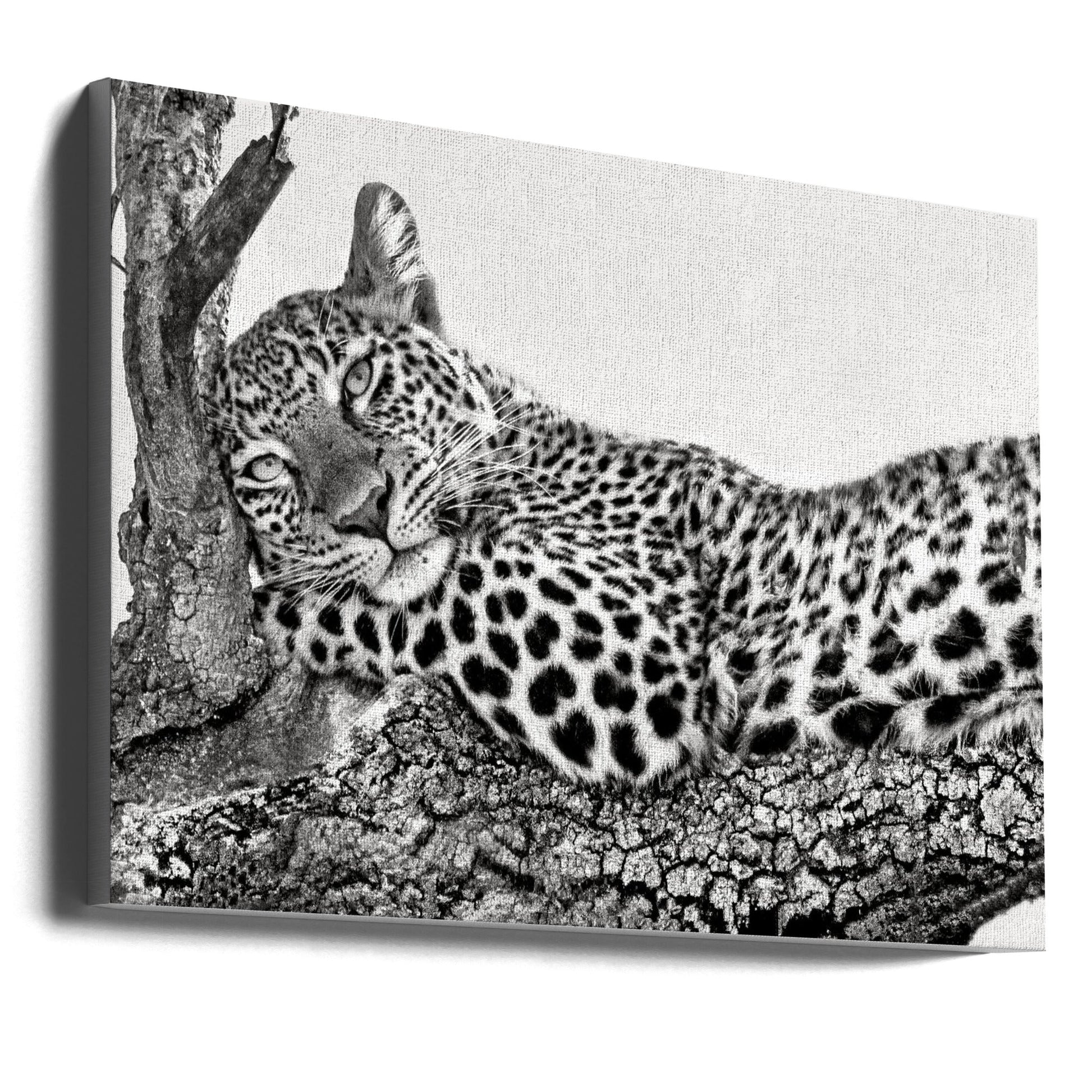 Time to Rest Leopard Wall Art by Xavier Ortega-Canvas Print-DECOROLALA