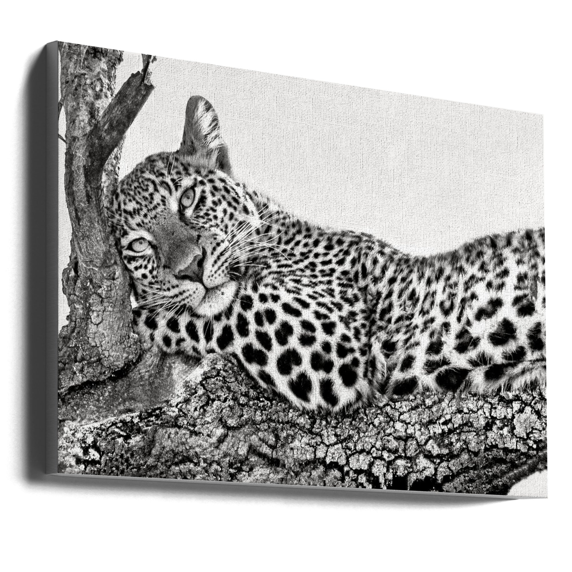 Time to Rest Leopard Wall Art by Xavier Ortega-Canvas Print-DECOROLALA