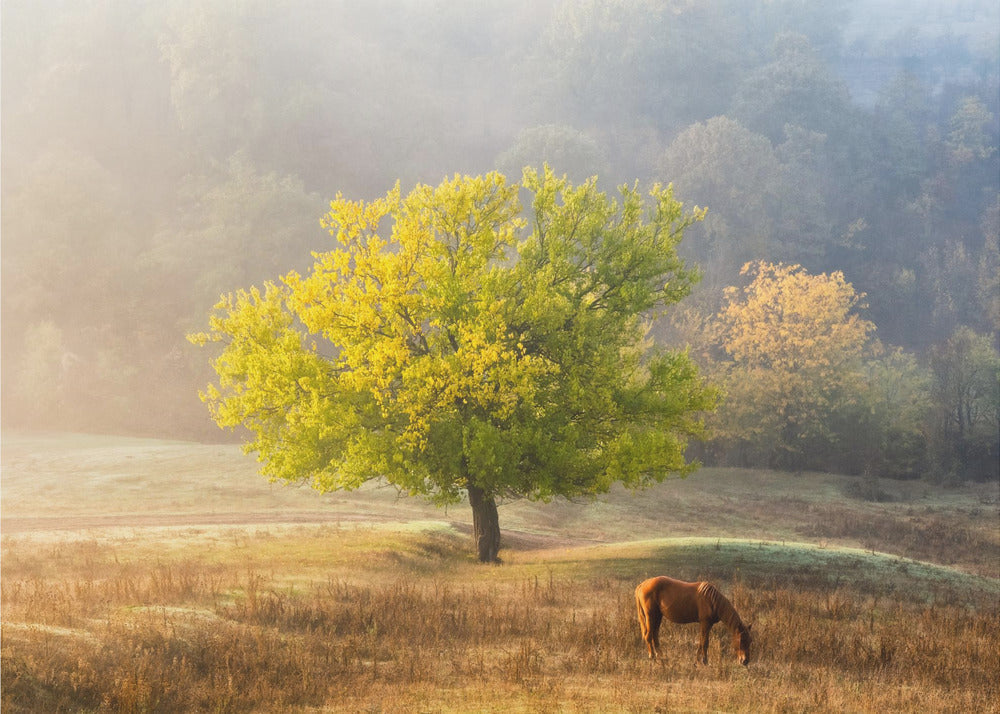 Tree of Life Canvas Print by Sebastian Prioteasa-Canvas Print-DECOROLALA