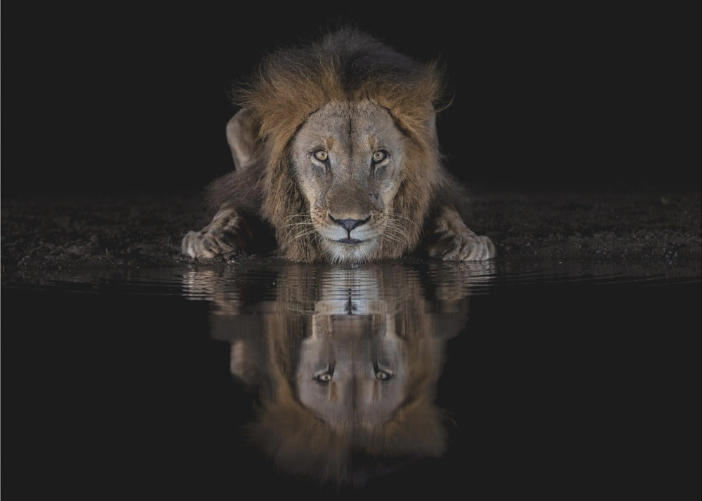 Wall Art A Lion at The Night by Jun Zuo-canvas-DECOROLALA