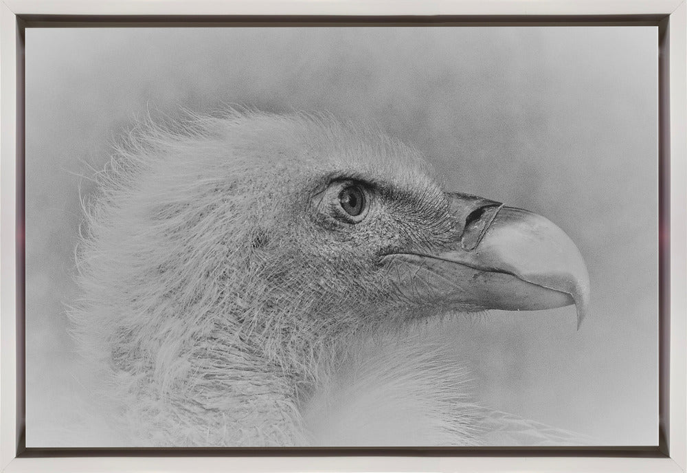 Wall Art Bald Eagle Canvas Print-Canvas Print-DECOROLALA