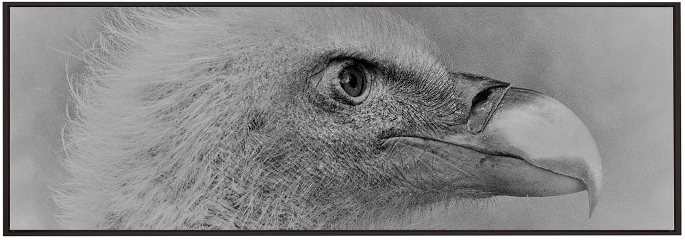 Wall Art Bald Eagle Canvas Print-Canvas Print-DECOROLALA