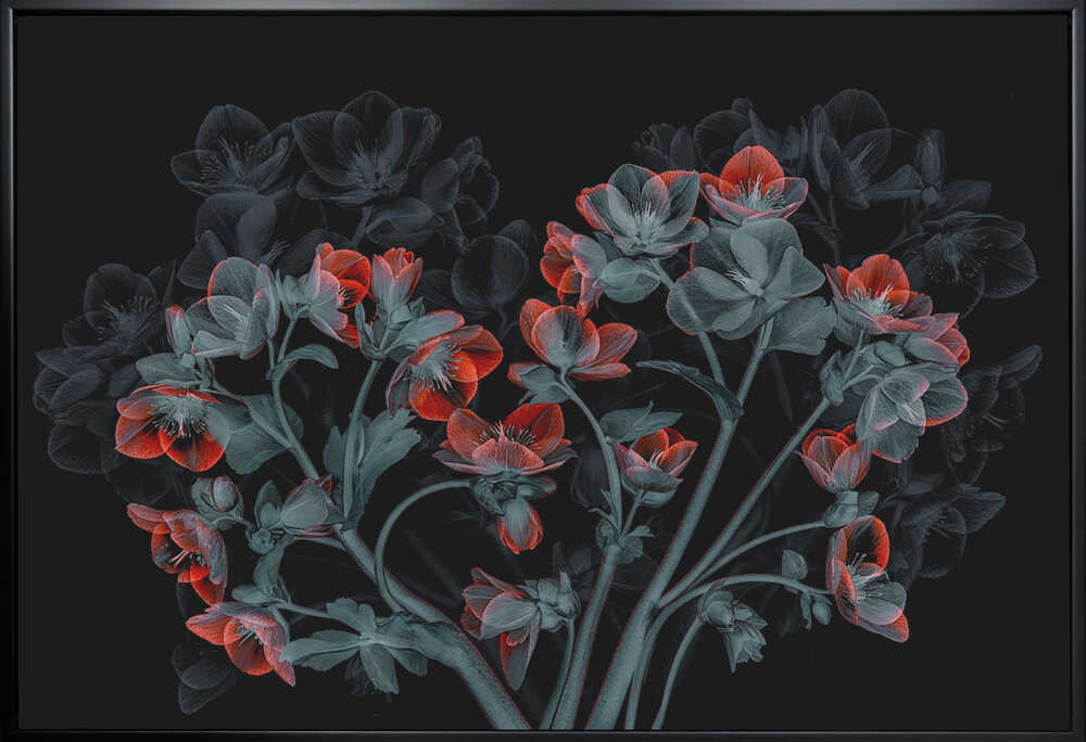 Wall Art Beautiful Hellebores by Lydia Jacobs-Canvas Print-DECOROLALA