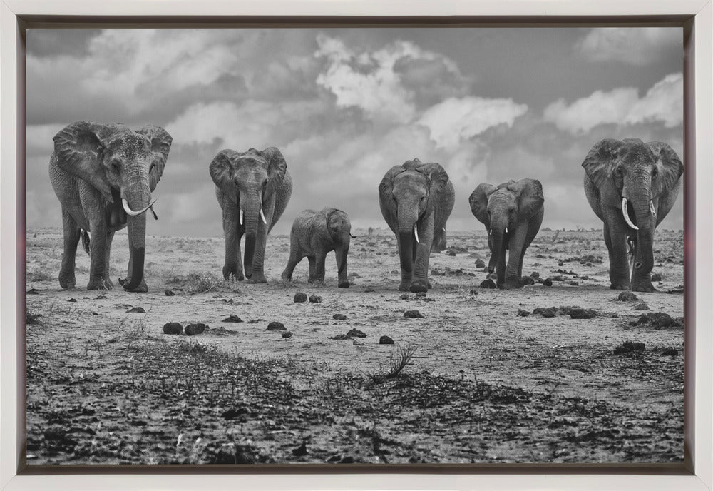 Wall Art Big Family Elephants by Marcel Rebro-Canvas Print-DECOROLALA