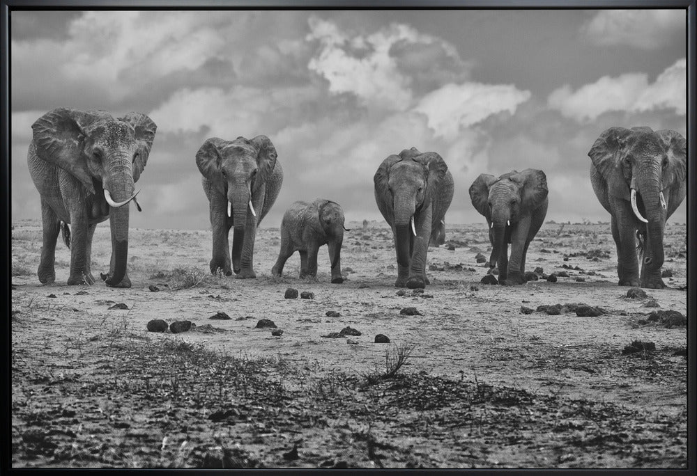 Wall Art Big Family Elephants by Marcel Rebro-Canvas Print-DECOROLALA