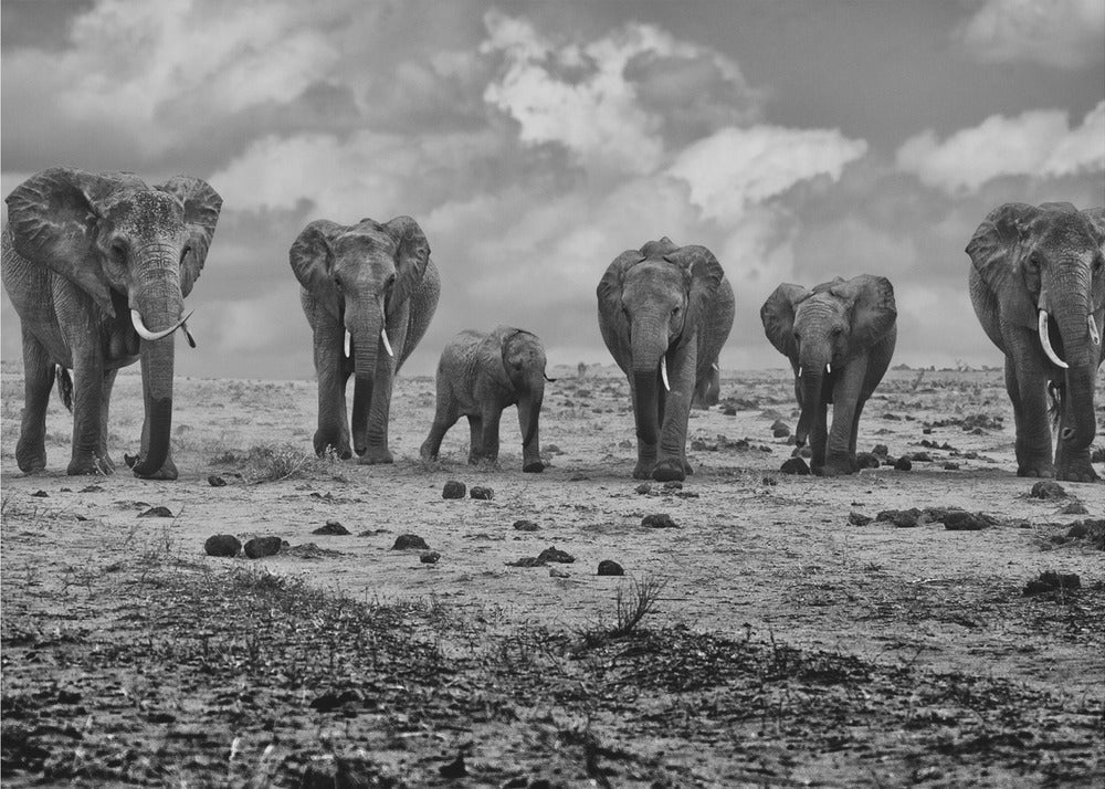 Wall Art Big Family Elephants by Marcel Rebro-Canvas Print-DECOROLALA