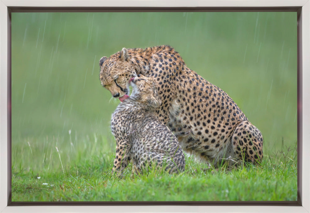 Wall Art Cheetah with Cub in the Rain by Xavier Ortega-Canvas Print-DECOROLALA