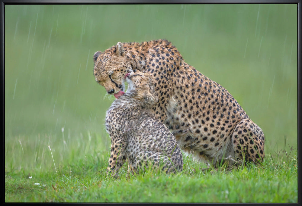 Wall Art Cheetah with Cub in the Rain by Xavier Ortega-Canvas Print-DECOROLALA