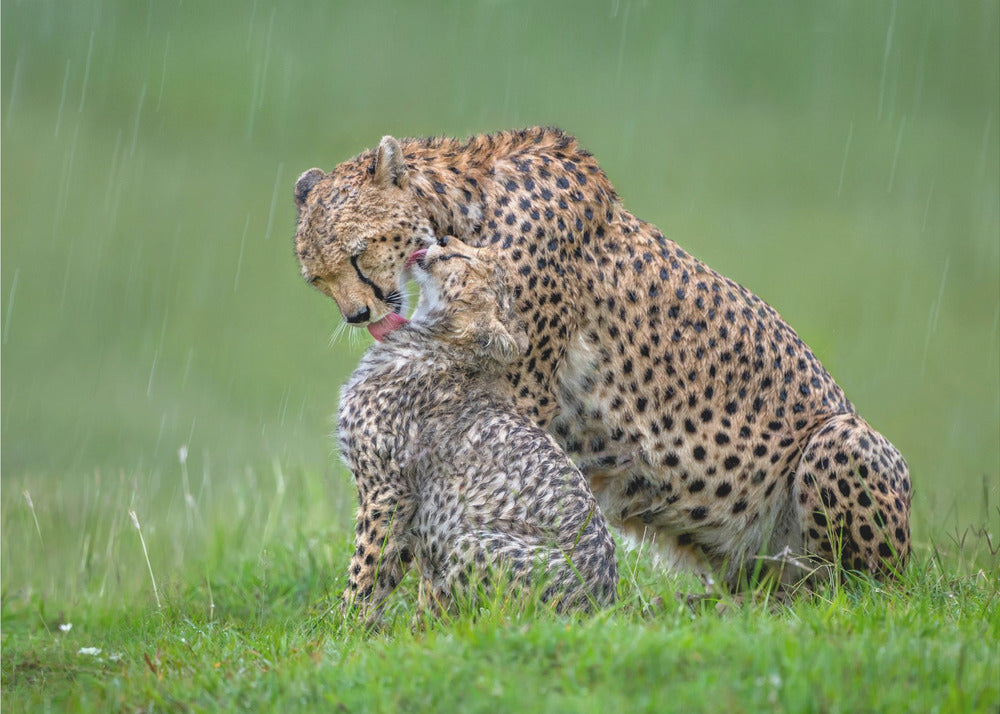 Wall Art Cheetah with Cub in the Rain by Xavier Ortega-Canvas Print-DECOROLALA