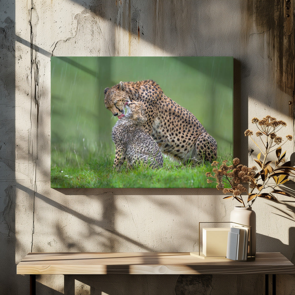 Wall Art Cheetah with Cub in the Rain by Xavier Ortega-Canvas Print-DECOROLALA
