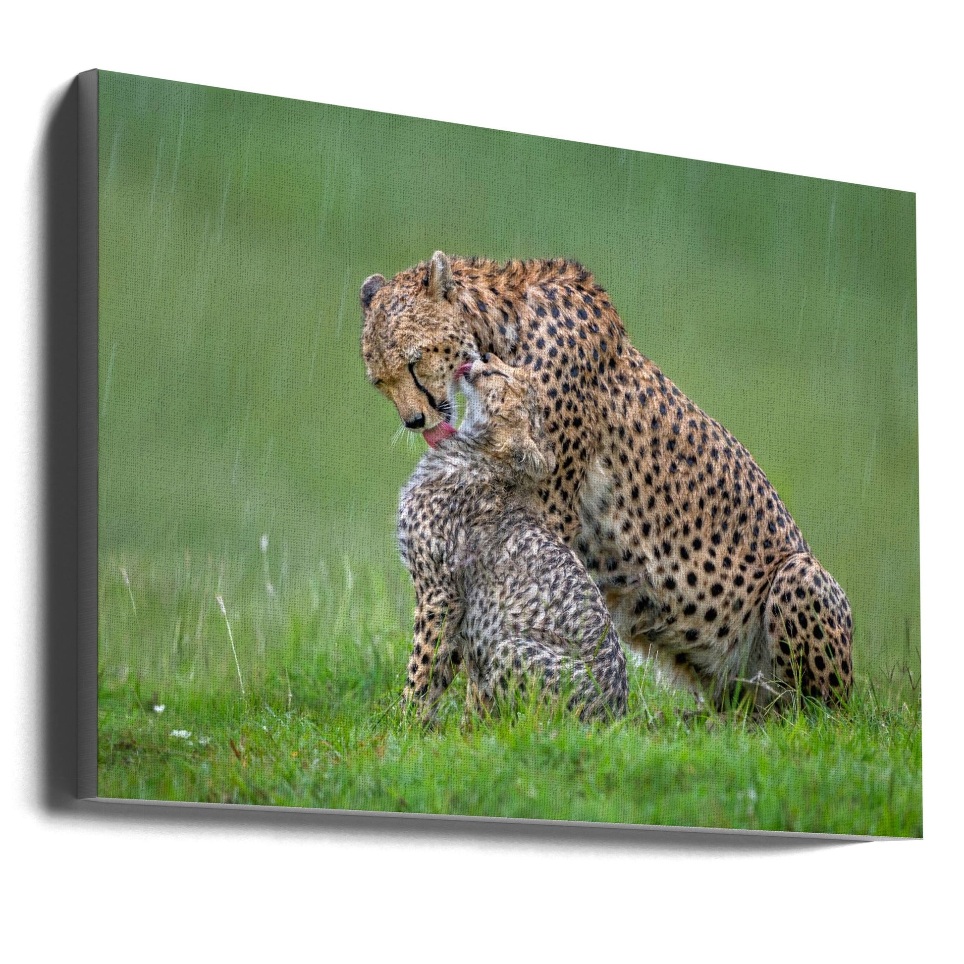 Wall Art Cheetah with Cub in the Rain by Xavier Ortega-Canvas Print-DECOROLALA