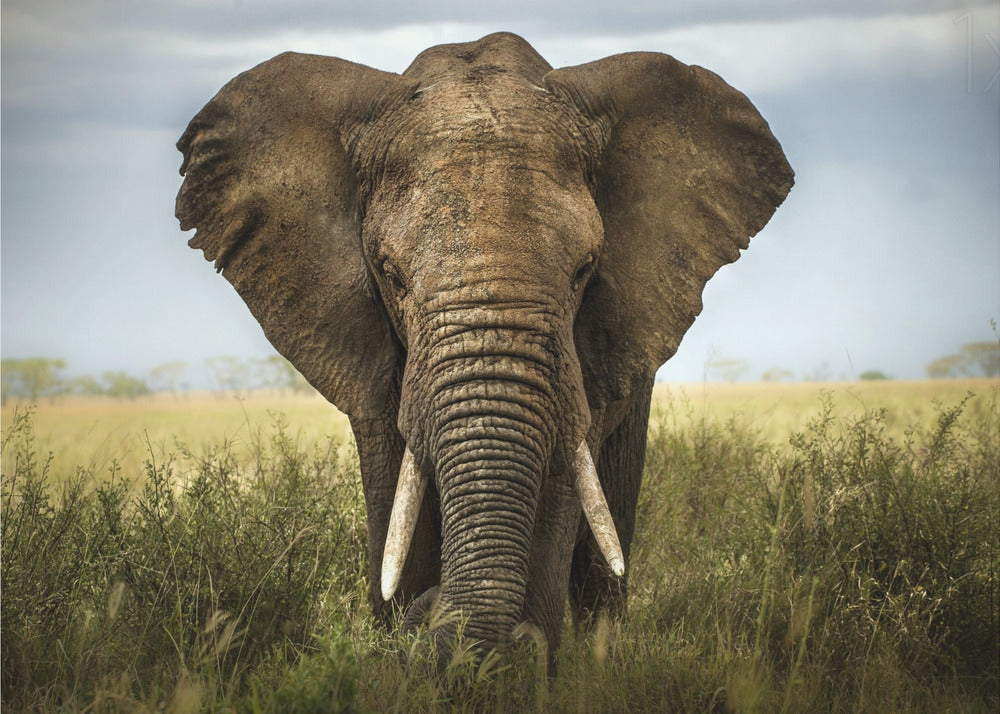 Wall Art Encounters in Serengeti Elephant-Canvas Print-DECOROLALA