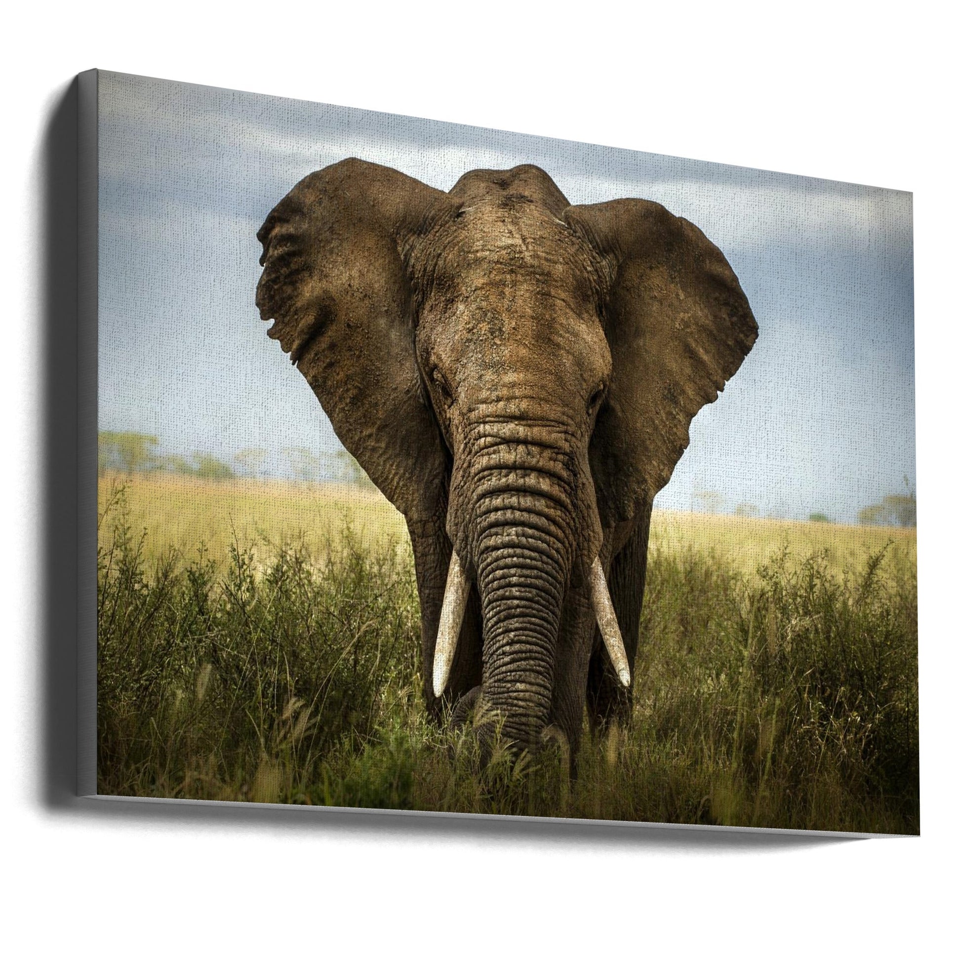 Wall Art Encounters in Serengeti Elephant-Canvas Print-DECOROLALA