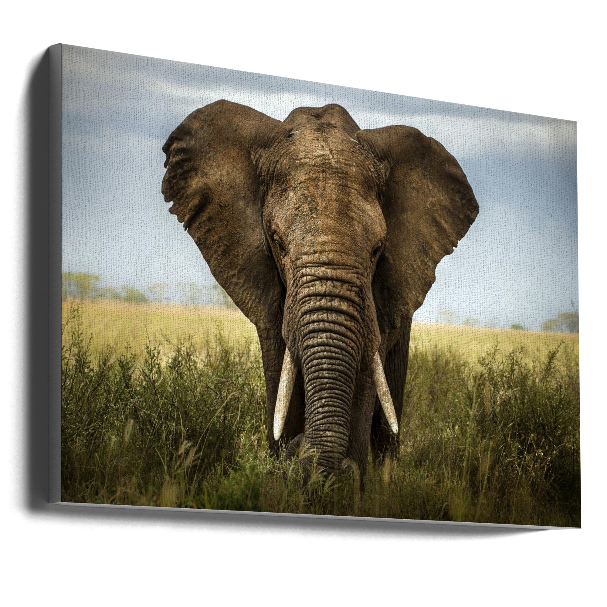 Wall Art Encounters in Serengeti Elephant-Canvas Print-DECOROLALA