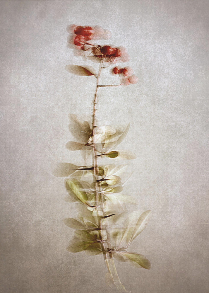 Wall Art "Exposed" by Cicek Kiral-Canvas Print-DECOROLALA