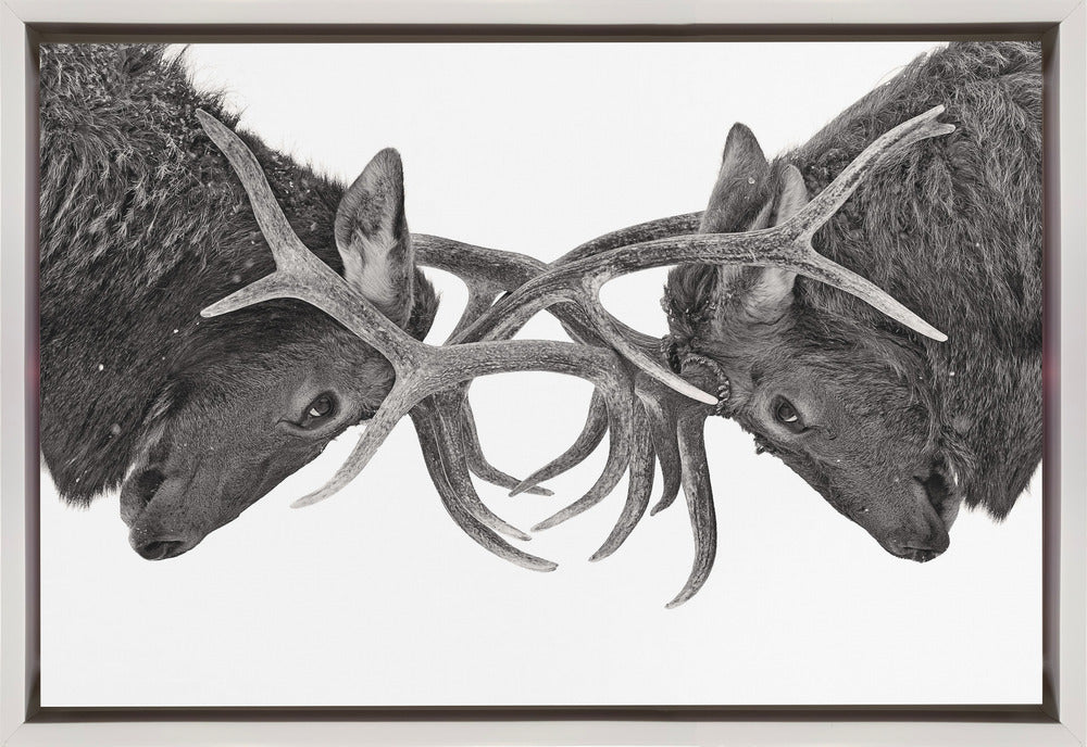 Wall Art Eye to Eye - Elk Fight by Jim Cumming-Canvas Print-DECOROLALA