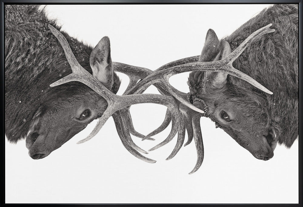 Wall Art Eye to Eye - Elk Fight by Jim Cumming-Canvas Print-DECOROLALA