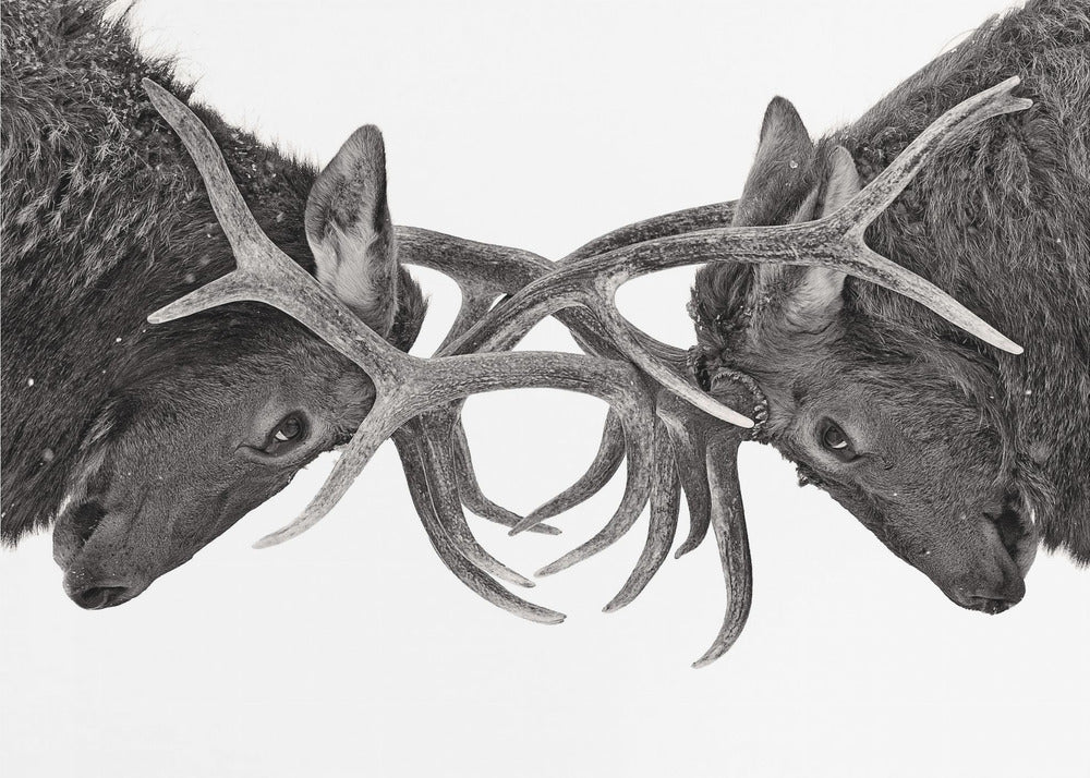 Wall Art Eye to Eye - Elk Fight by Jim Cumming-Canvas Print-DECOROLALA