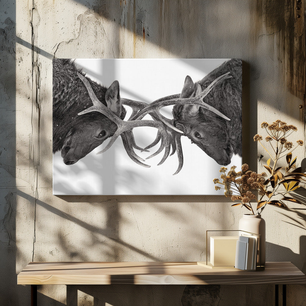 Wall Art Eye to Eye - Elk Fight by Jim Cumming-Canvas Print-DECOROLALA