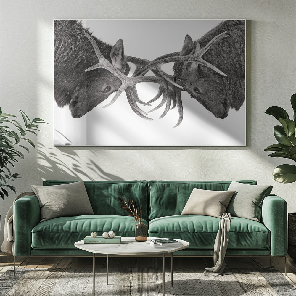 Wall Art Eye to Eye - Elk Fight by Jim Cumming-Canvas Print-DECOROLALA