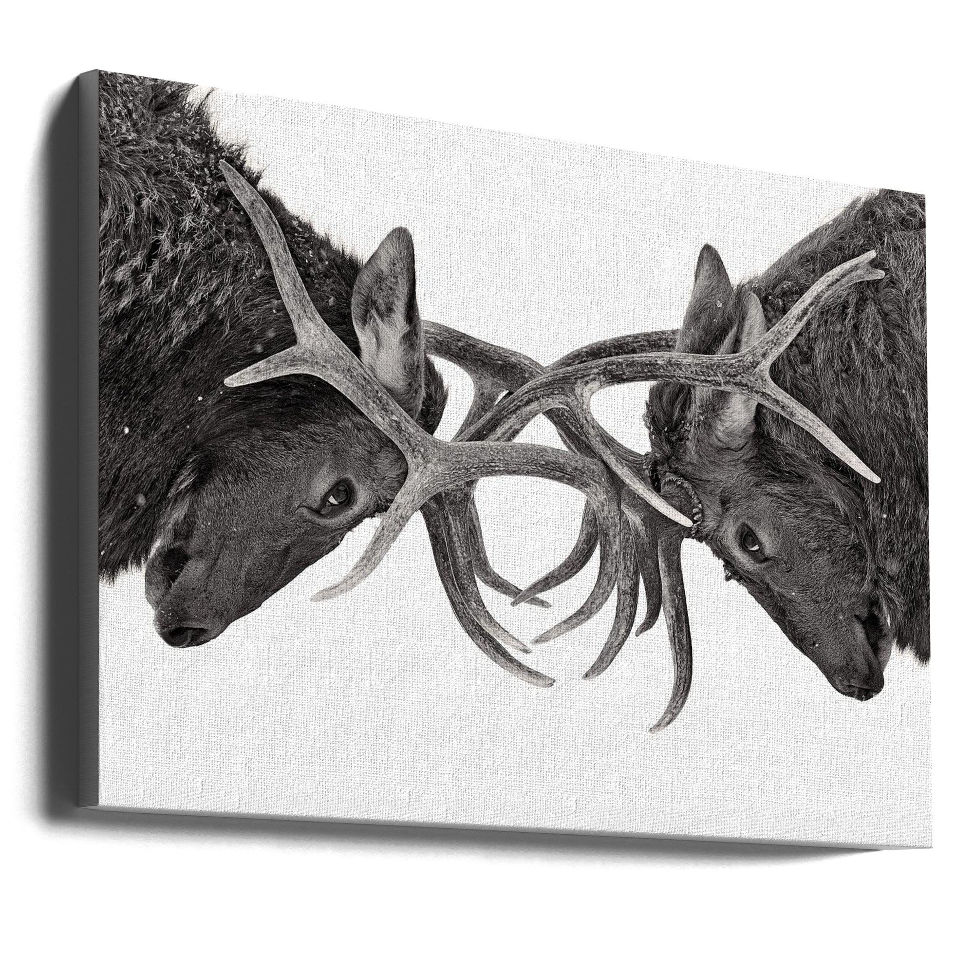 Wall Art Eye to Eye - Elk Fight by Jim Cumming-Canvas Print-DECOROLALA