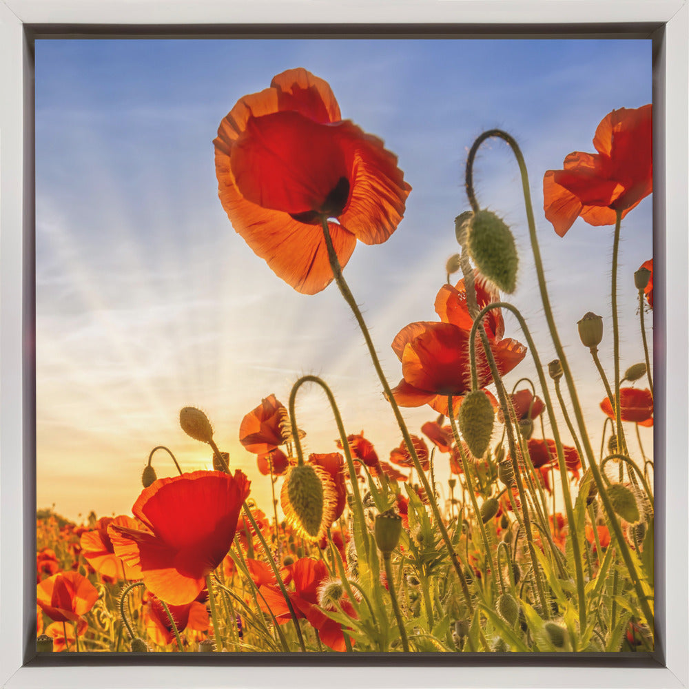 Wall Art Fascinating Poppies by Melanie Viola-canvas-DECOROLALA