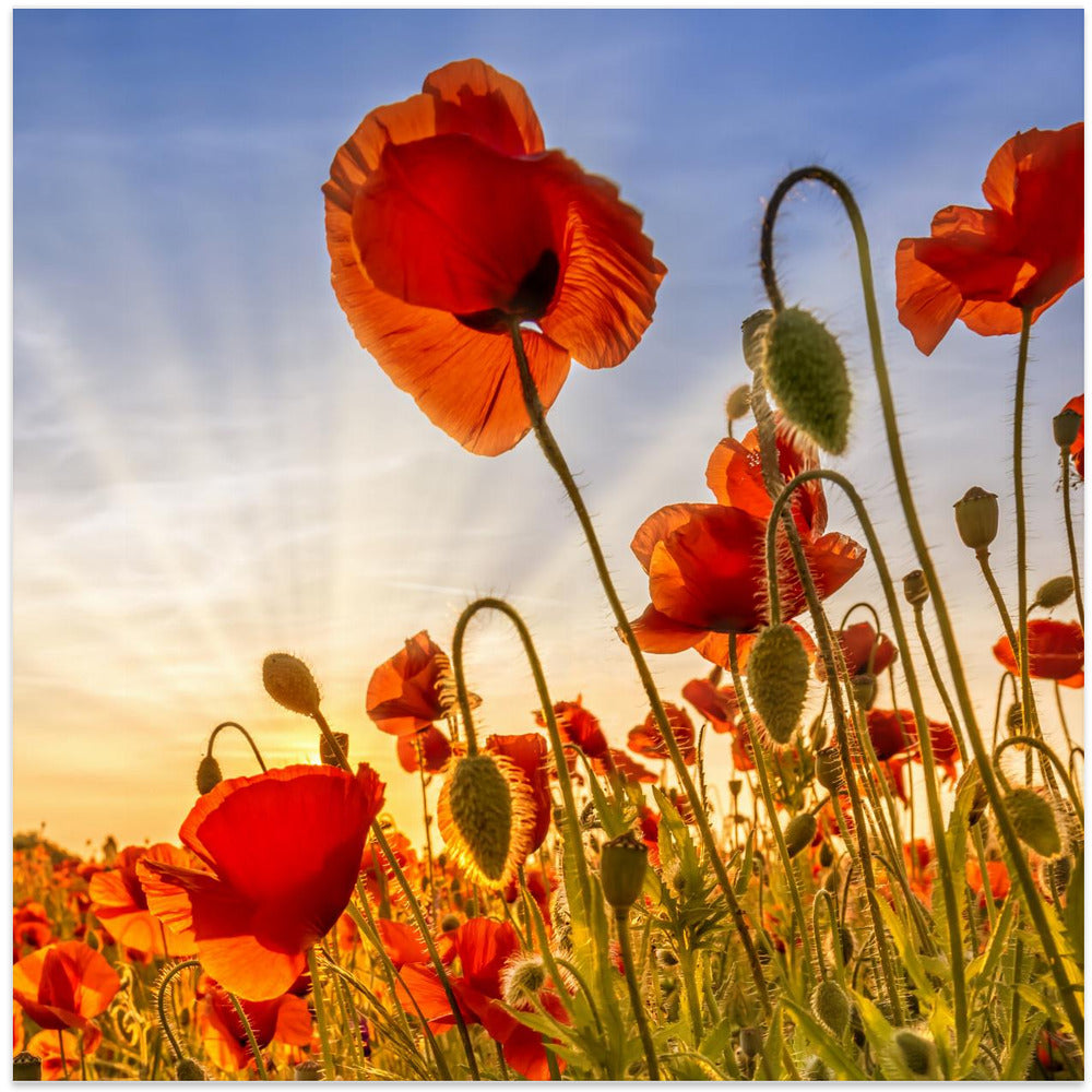 Wall Art Fascinating Poppies by Melanie Viola-canvas-DECOROLALA