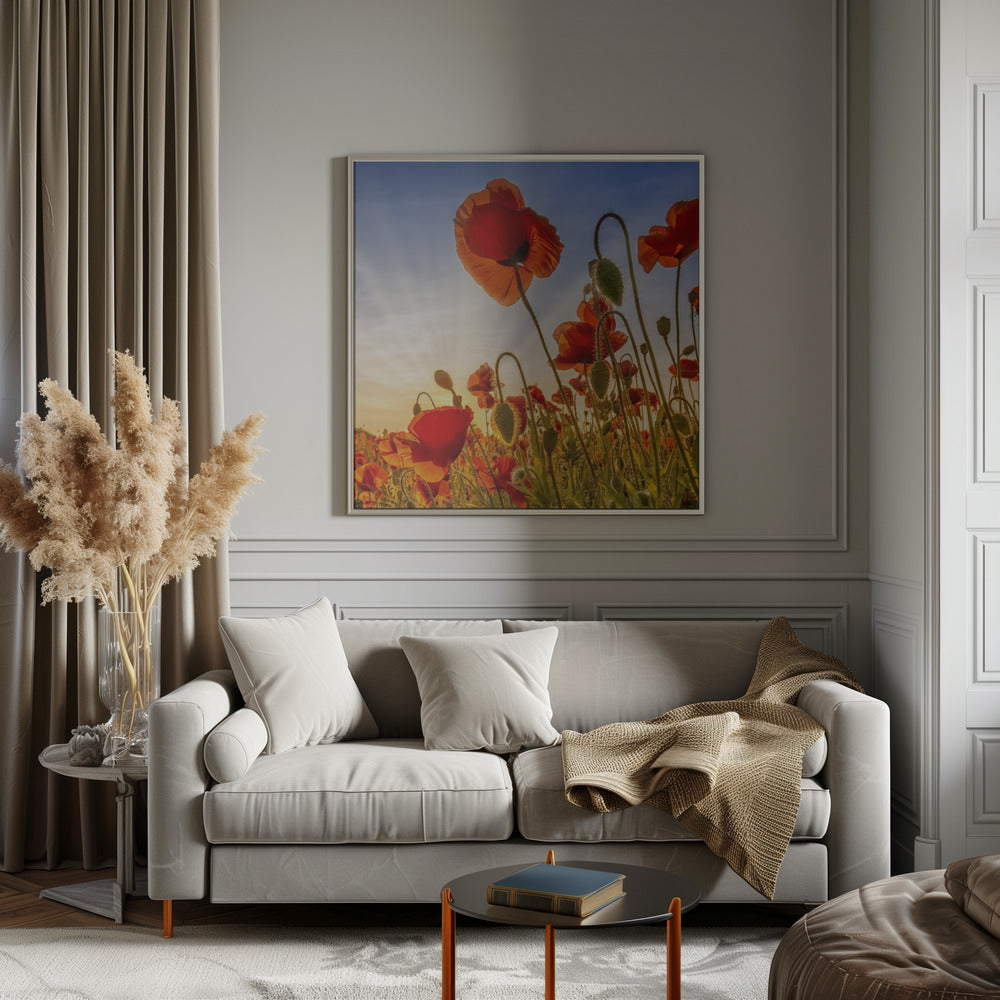 Wall Art Fascinating Poppies by Melanie Viola-canvas-DECOROLALA