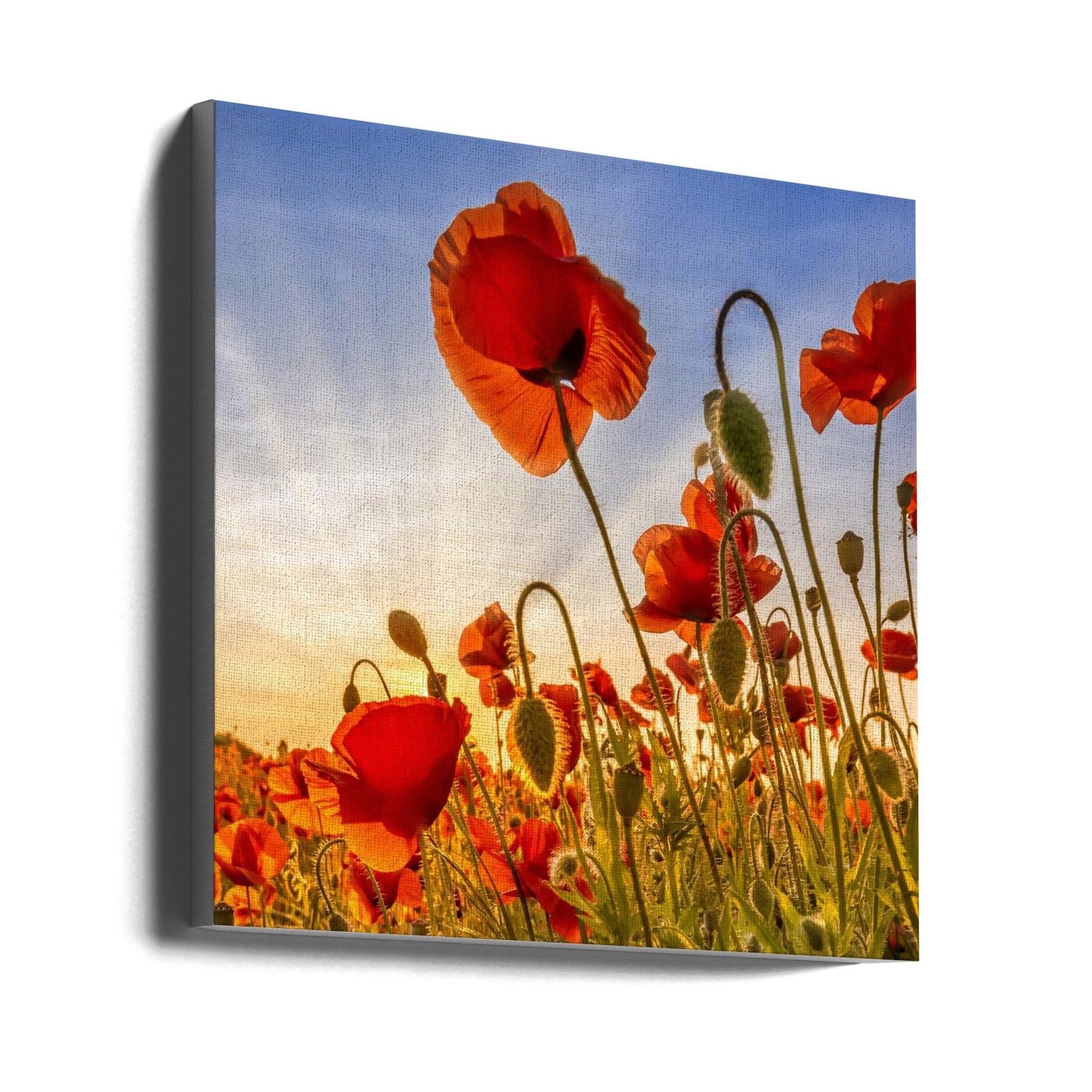 Wall Art Fascinating Poppies by Melanie Viola-canvas-DECOROLALA