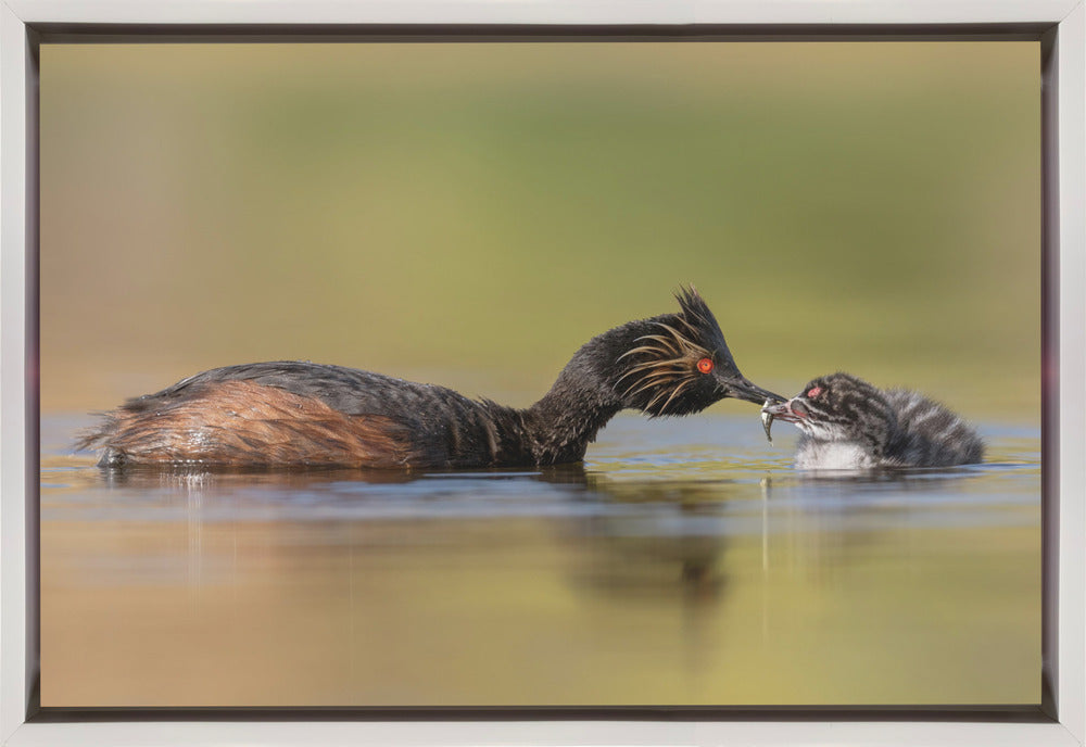 Wall Art Feeding by Ling Zhang-Canvas Print-DECOROLALA