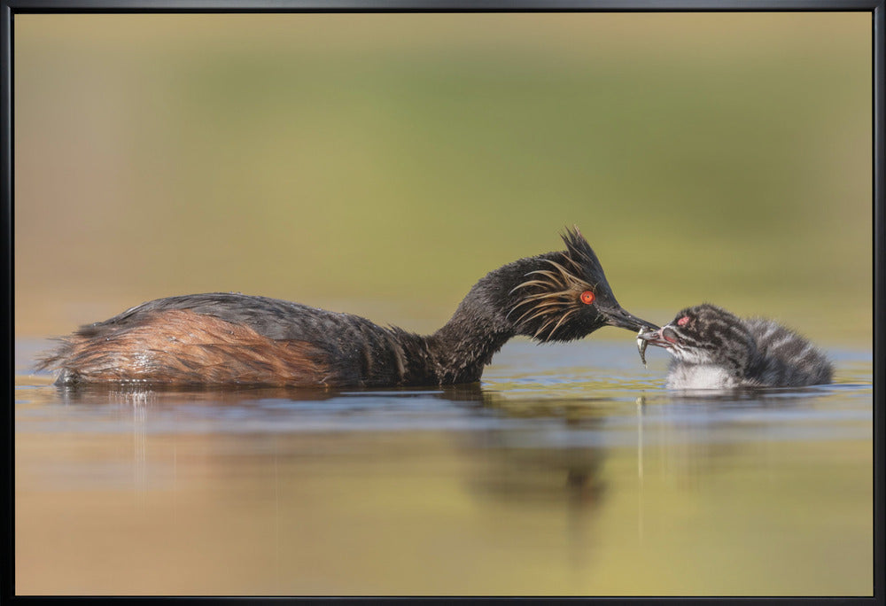 Wall Art Feeding by Ling Zhang-Canvas Print-DECOROLALA