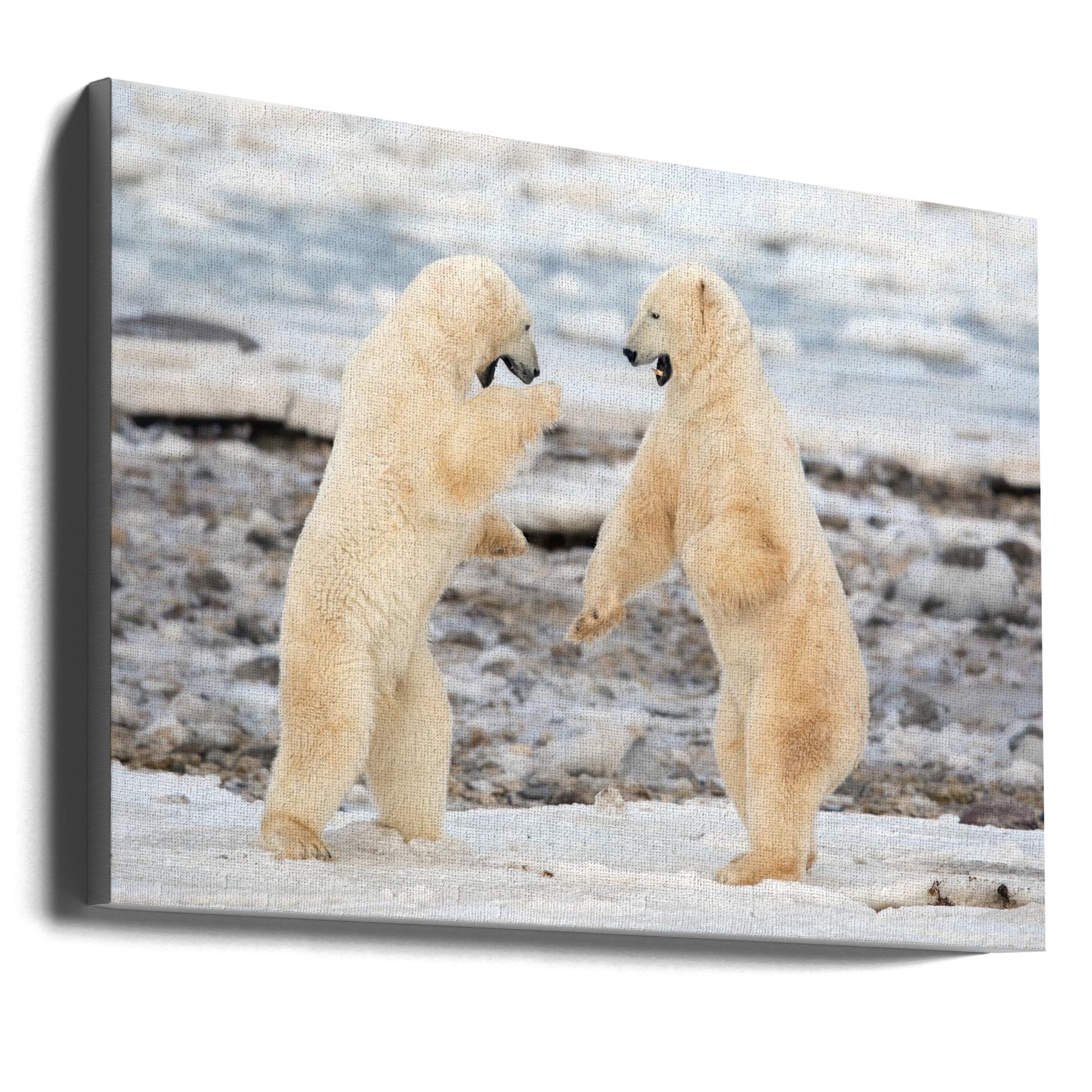 Wall Art Fight by Alessandro Catta-Canvas Print-DECOROLALA