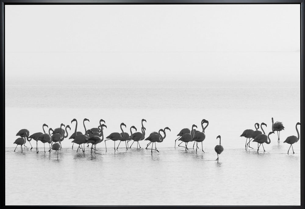 Wall Art Flamingos by Joan Gil Raga-Canvas Print-DECOROLALA