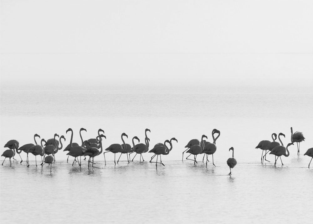Wall Art Flamingos by Joan Gil Raga-Canvas Print-DECOROLALA