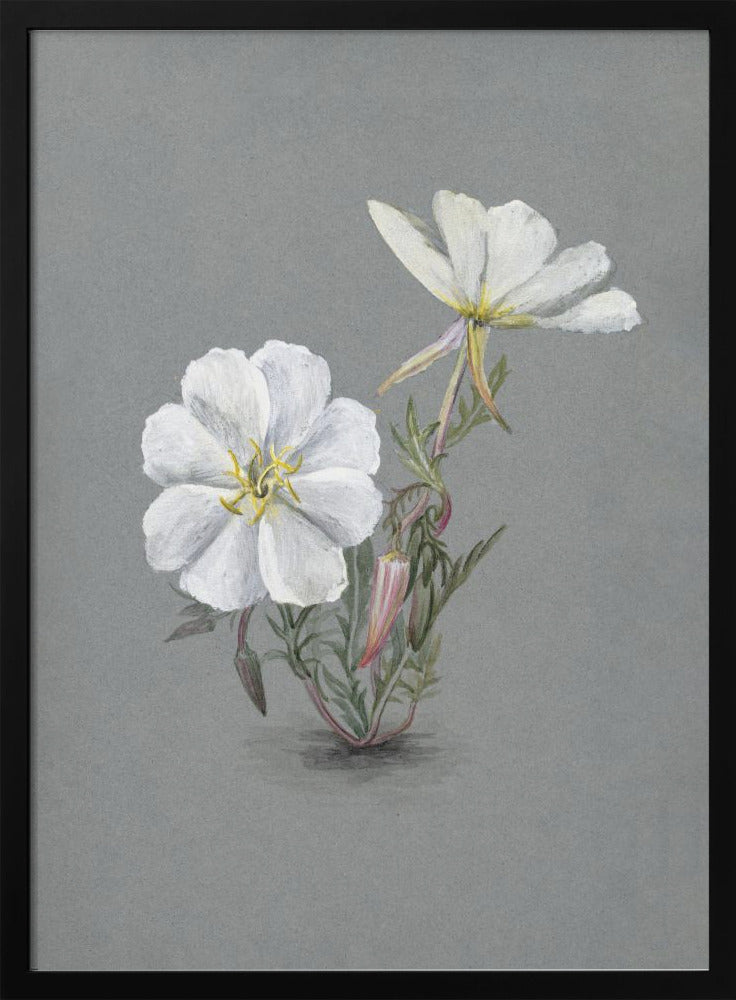 Wall Art Giant Helleborine (1880) by Mary Vaux Walcott-canvas-DECOROLALA