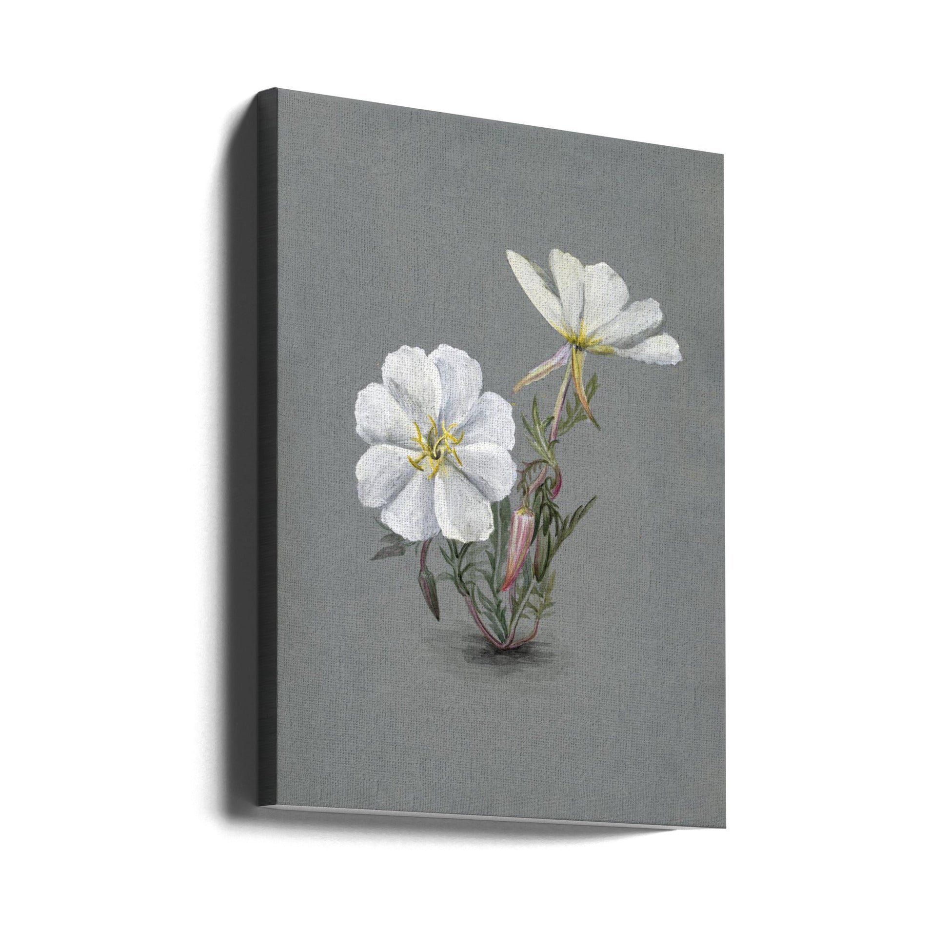 Wall Art Giant Helleborine (1880) by Mary Vaux Walcott-canvas-DECOROLALA