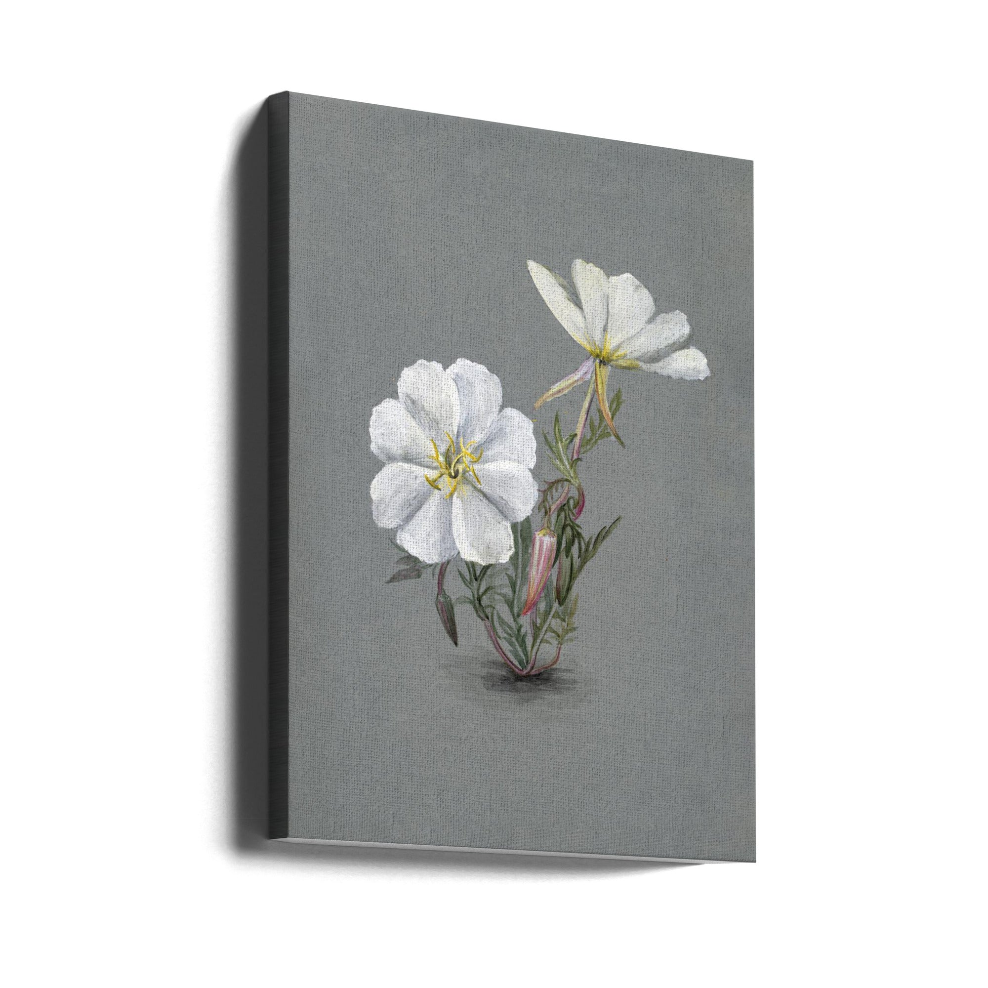 Wall Art Giant Helleborine (1880) by Mary Vaux Walcott-canvas-DECOROLALA
