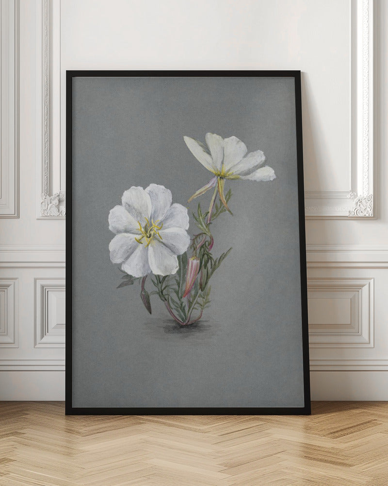 Wall Art Giant Helleborine (1880) by Mary Vaux Walcott-canvas-DECOROLALA