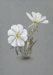 Wall Art Giant Helleborine (1880) by Mary Vaux Walcott-canvas-DECOROLALA