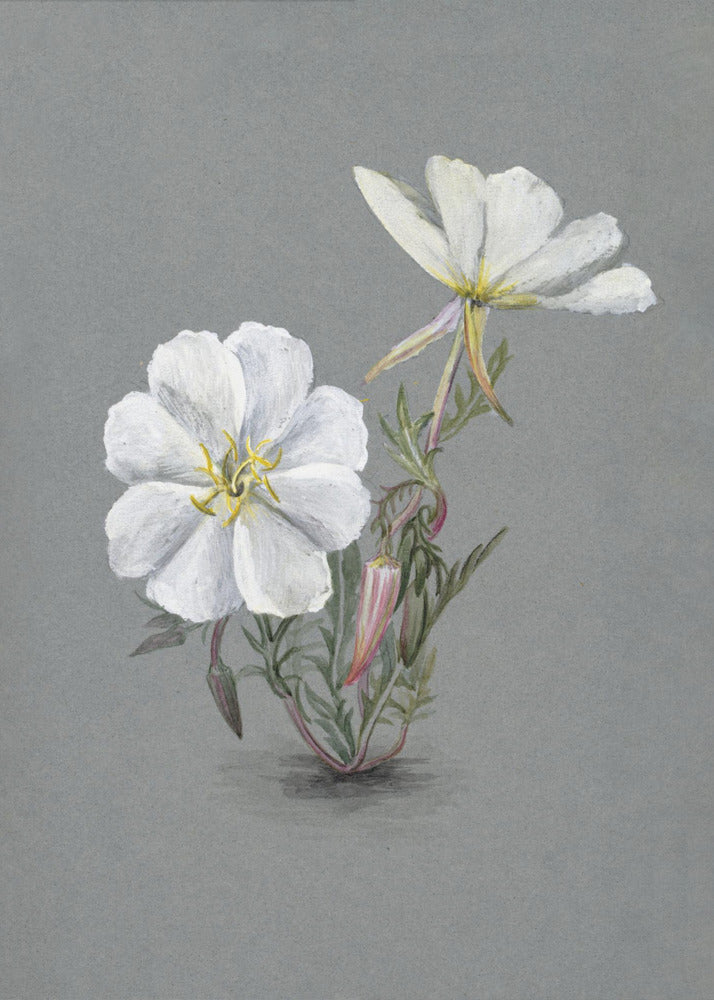 Wall Art Giant Helleborine (1880) by Mary Vaux Walcott-canvas-DECOROLALA