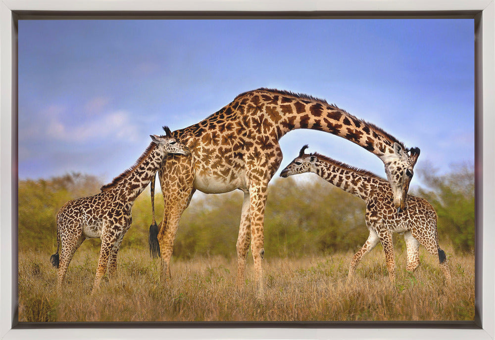 Wall Art Giraffe with Cubs by Xavier Ortega-Canvas Print-DECOROLALA