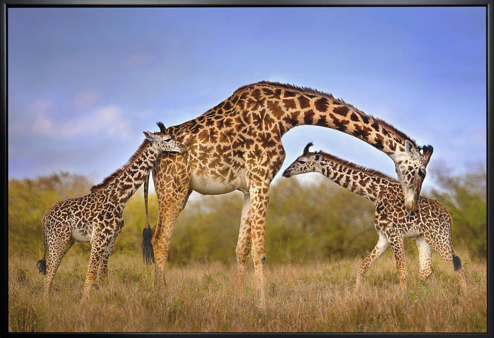 Wall Art Giraffe with Cubs by Xavier Ortega-Canvas Print-DECOROLALA