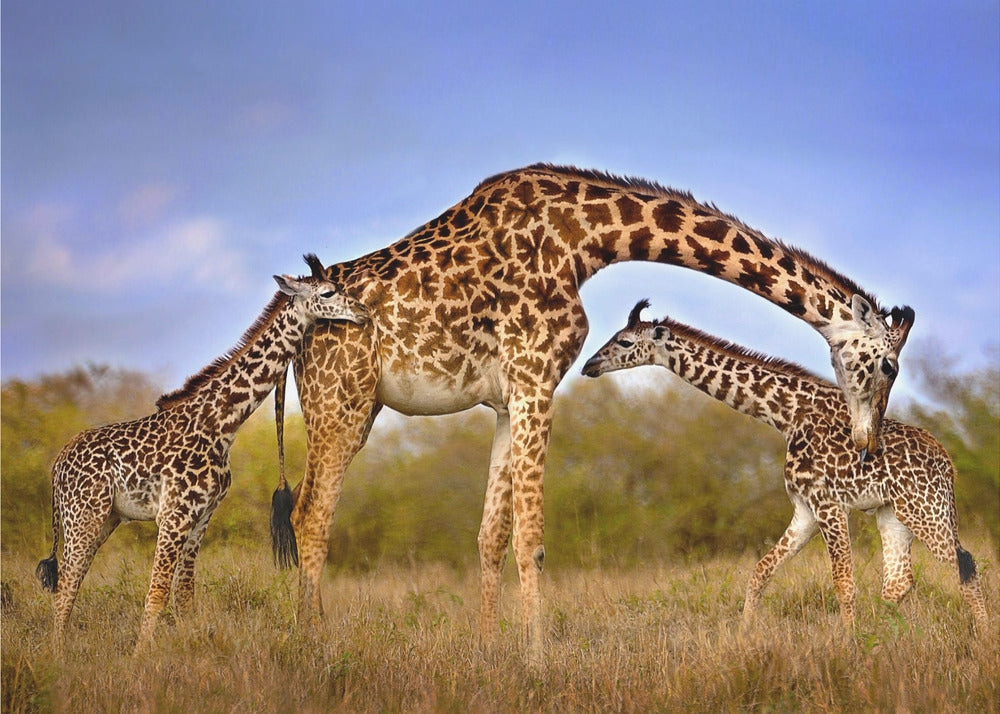 Wall Art Giraffe with Cubs by Xavier Ortega-Canvas Print-DECOROLALA