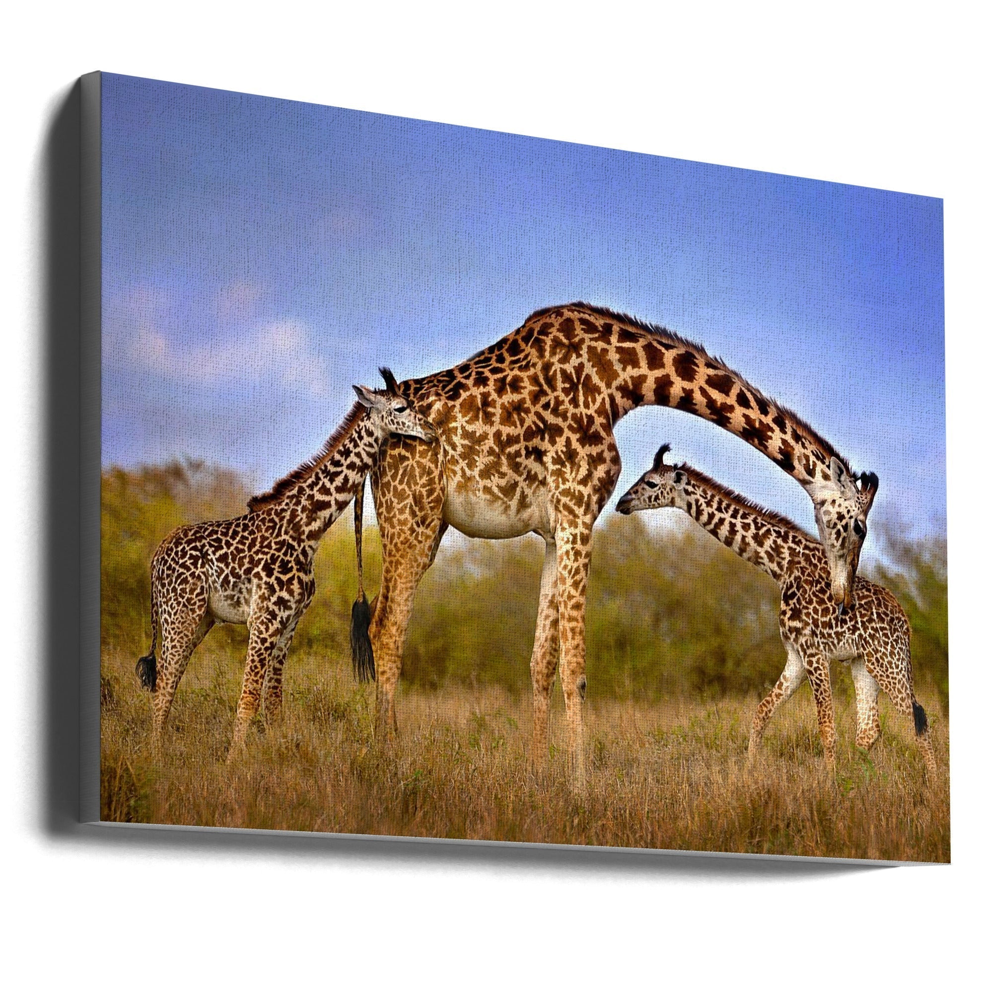 Wall Art Giraffe with Cubs by Xavier Ortega-Canvas Print-DECOROLALA