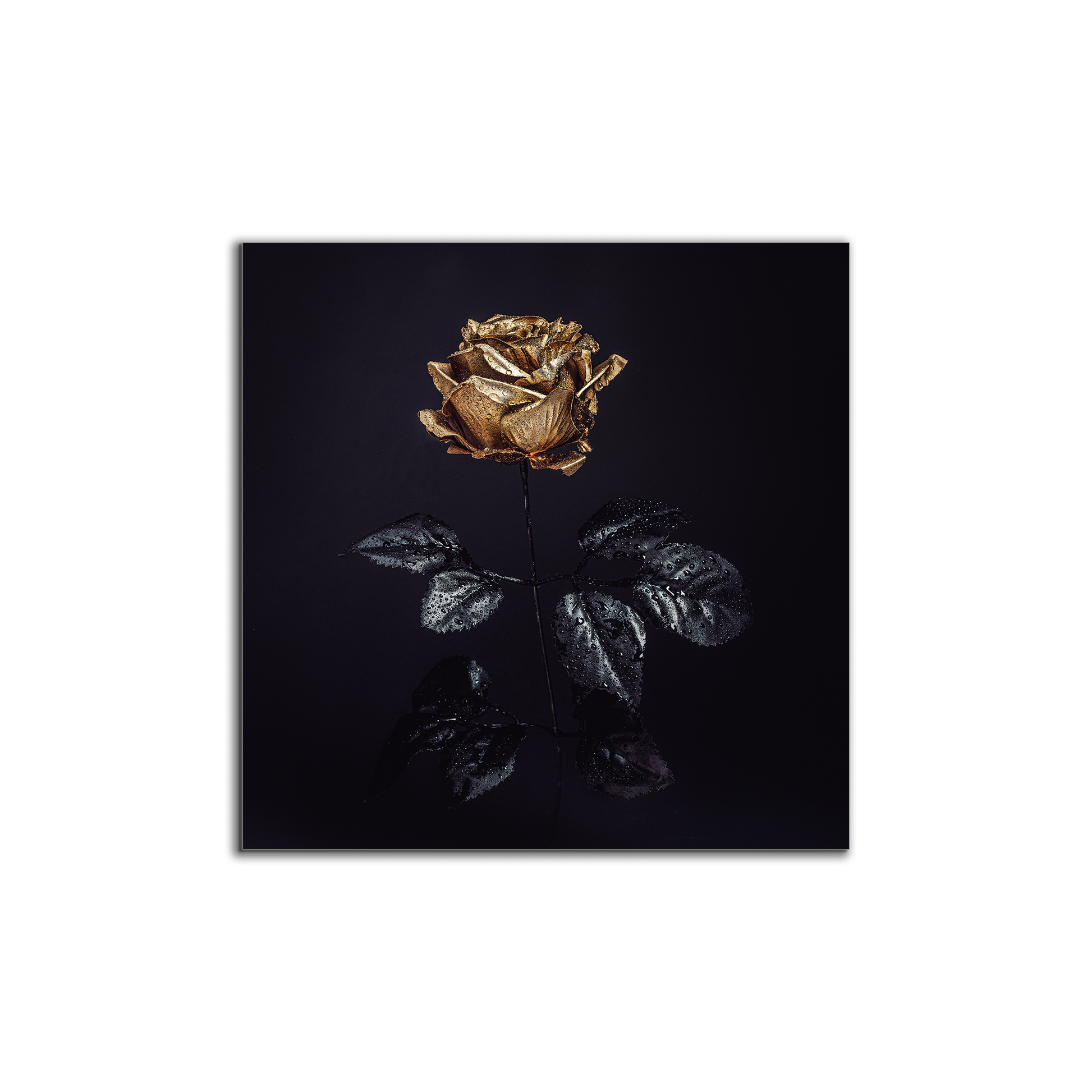 Wall Art Gold Rose Canvas Print 36x36-Wall Art-DECOROLALA