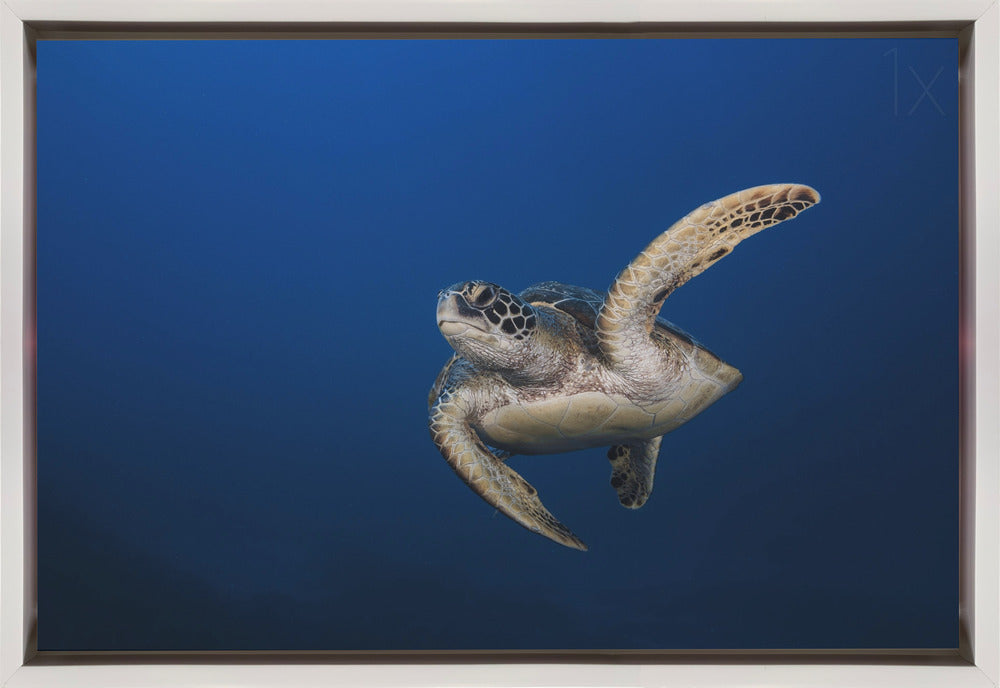 Wall Art Green Turtle By Barathieu Gabriel-Canvas Print-DECOROLALA