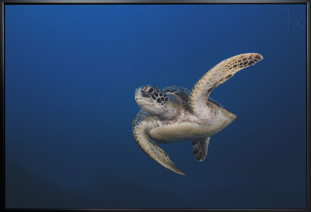 Wall Art Green Turtle By Barathieu Gabriel-Canvas Print-DECOROLALA