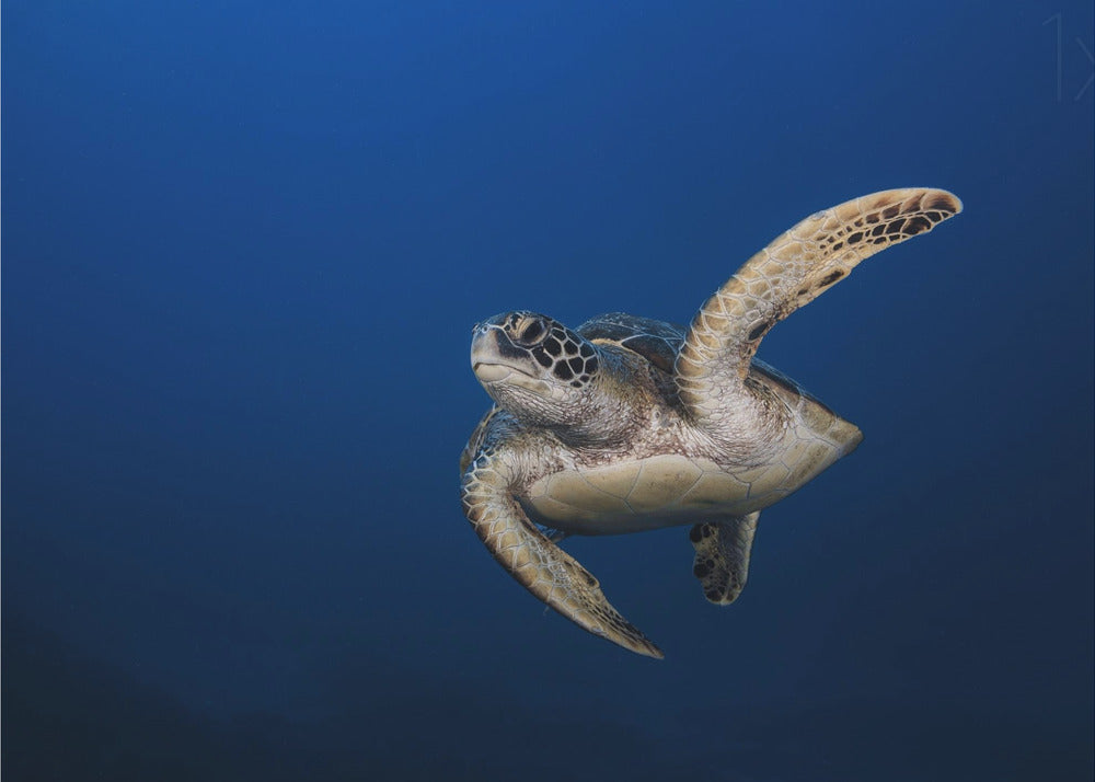 Wall Art Green Turtle By Barathieu Gabriel-Canvas Print-DECOROLALA